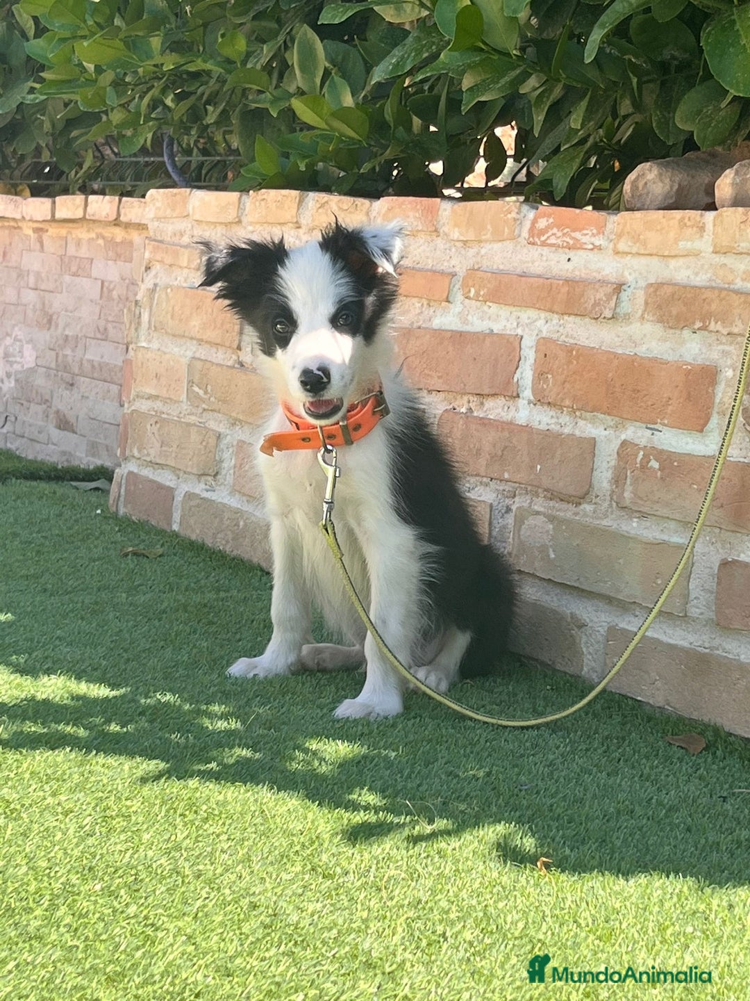Border Collie perros en venta: Cachorro Border collie - Imagen 2