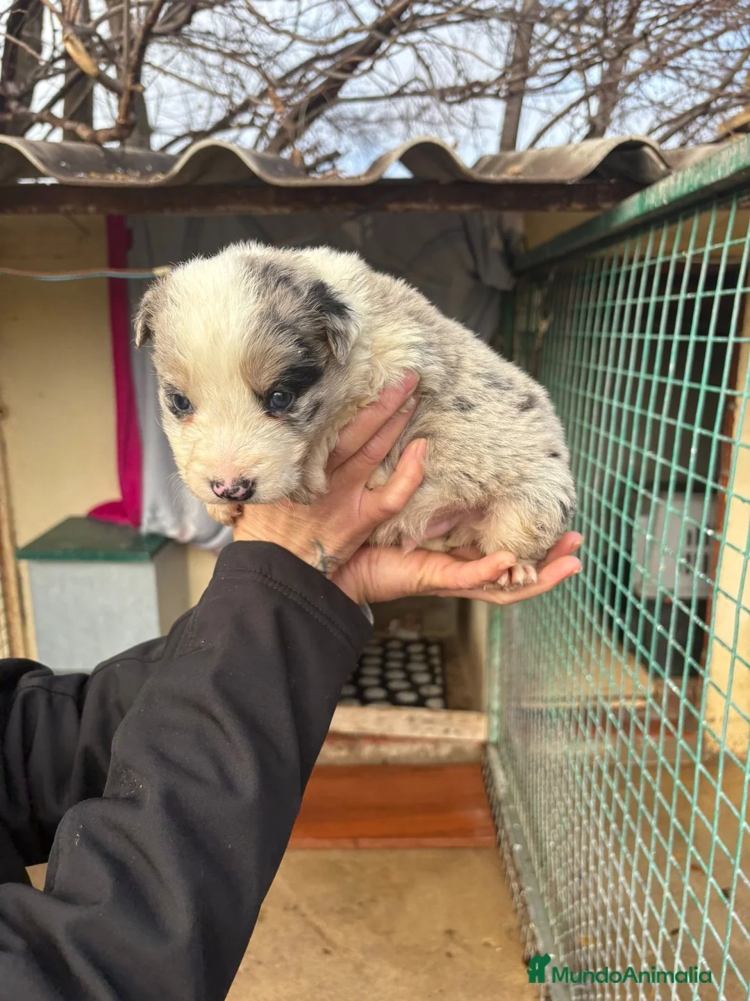 Border Collie perros en venta: Cachorro macho border collie merle  - Anuncio 11
