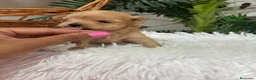 Maltipoo perros en venta: MALTIPOO HEMBRA - Anuncio 3