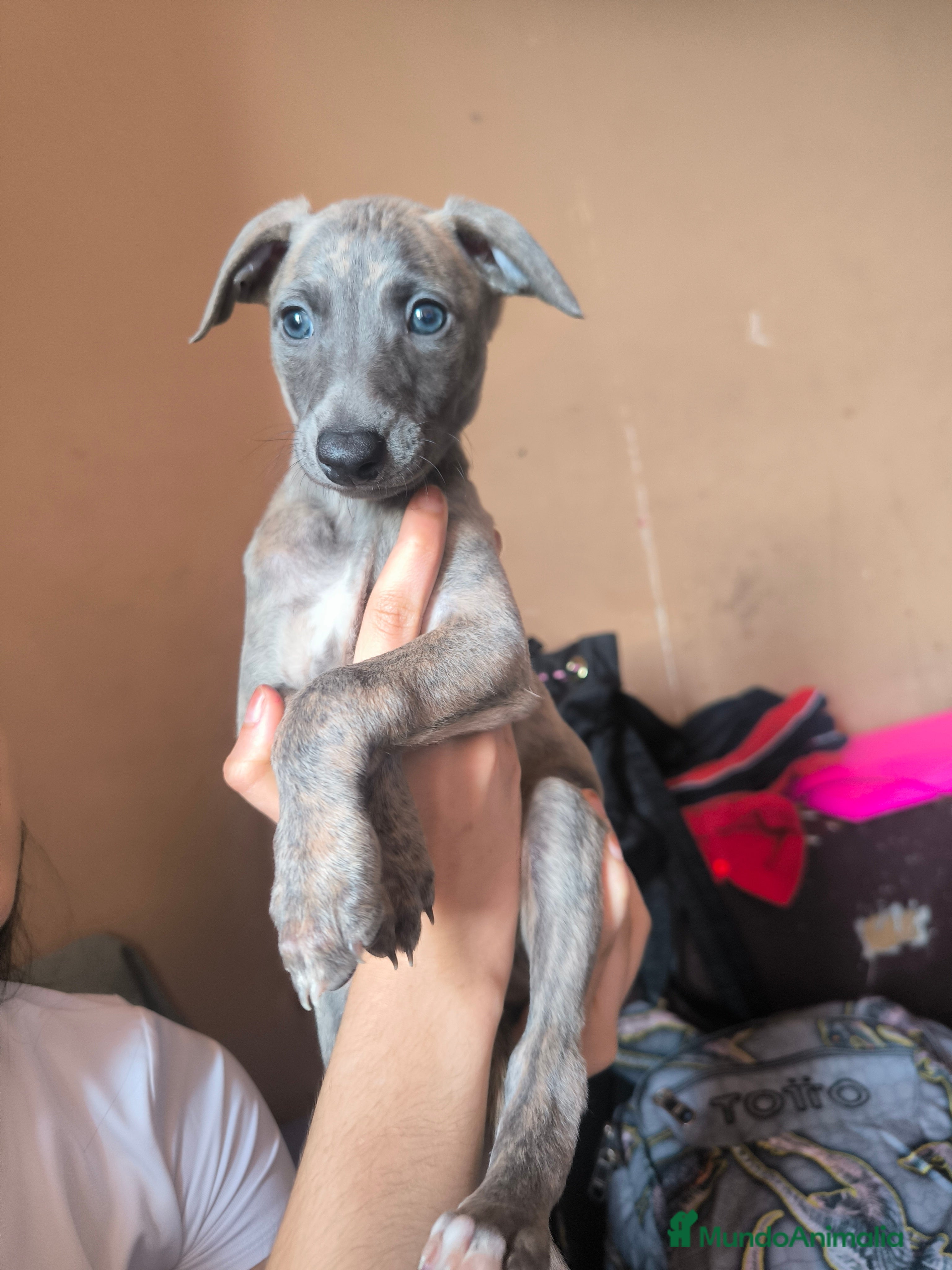 Whippet perros Whippet  - Anuncio 3