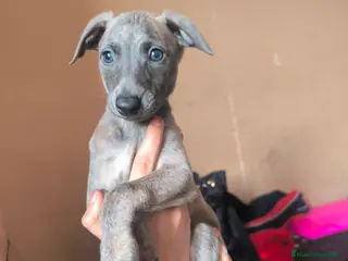 Whippet perros Whippet - Anuncio 3