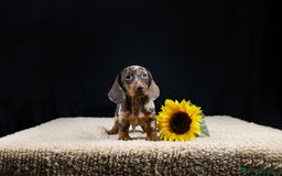 Teckel Miniatura perros en venta: VENTA DE TECKEL ARLEQUIN - Imagen 2