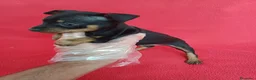Pinscher Miniatura perros en venta: Pincher Mini  - Anuncio 3