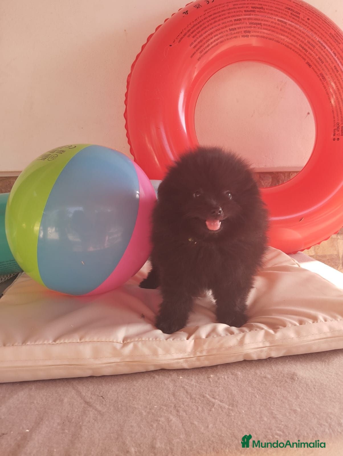 Pomerania perros Pomerania Toy - Anuncio 1