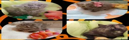 Persa gatos en venta: Disponible gatitos persa himalayo  - Anuncio 2