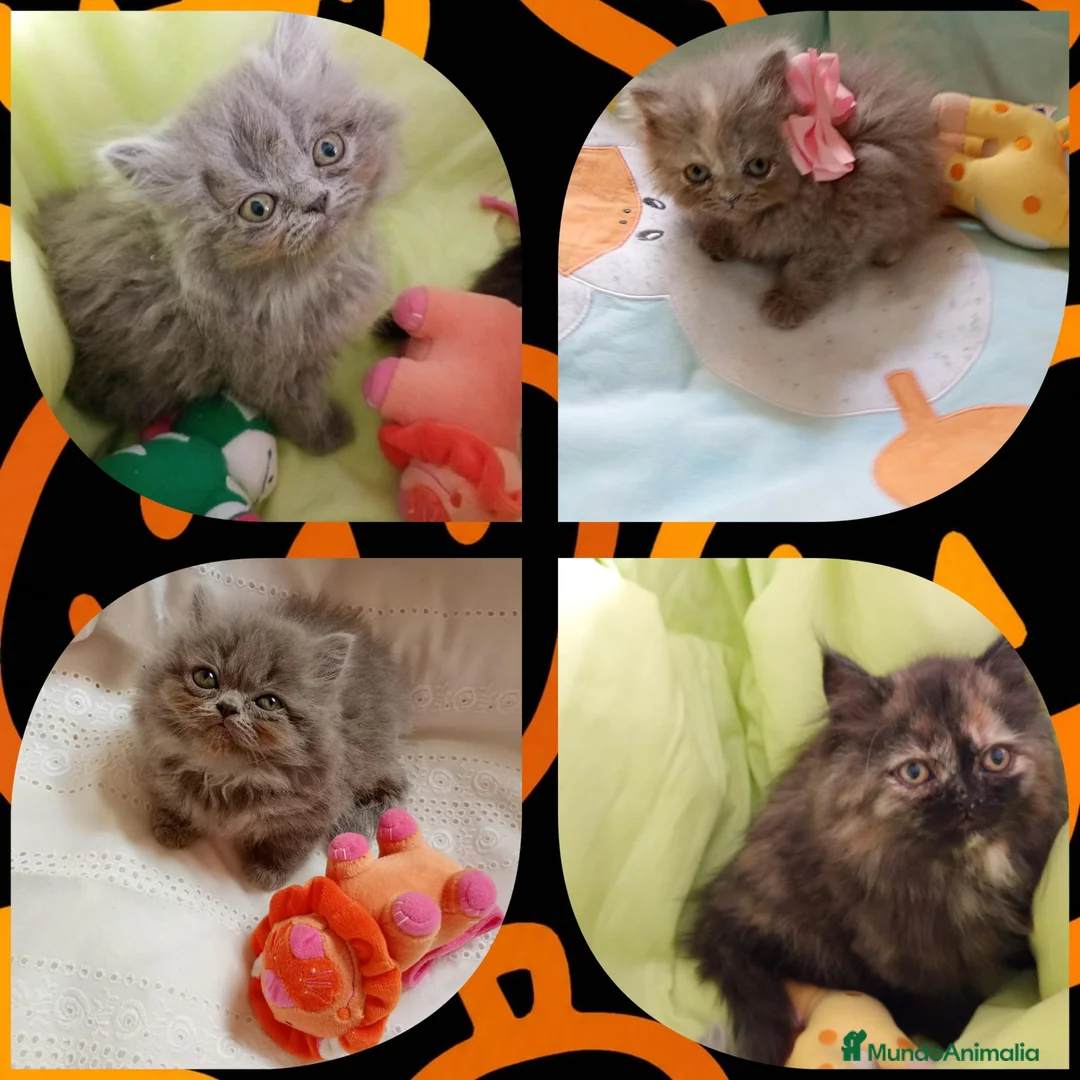 Persa gatos en venta: Disponible gatitos persa himalayo  - Anuncio 2