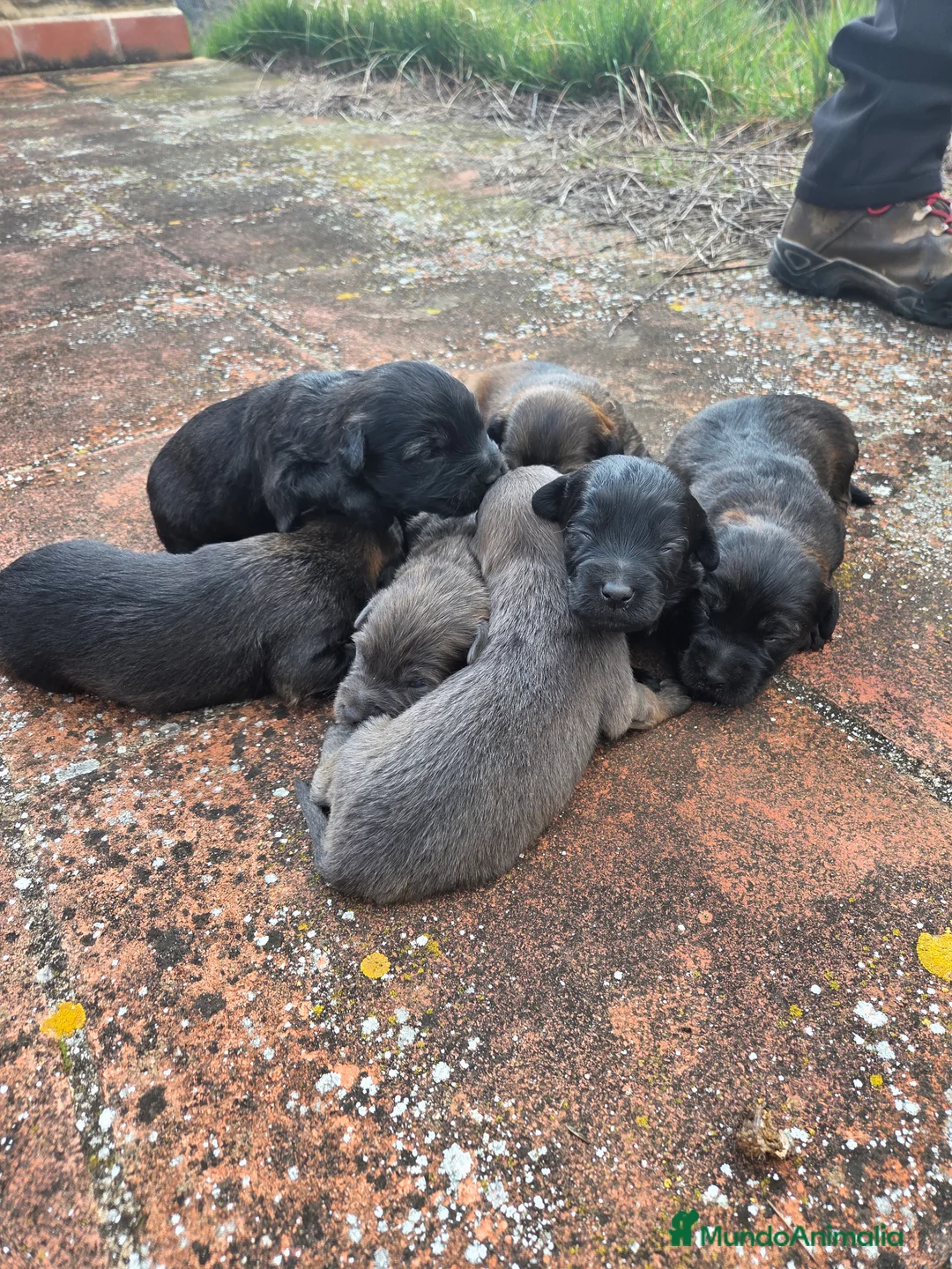 Gos d'Atura Catalán - Perro de Pastor Catalán perros en venta: CACHORROS DE GOS D'ATURA CATALÀ EN VENTA en Barcelona - Anuncio 2