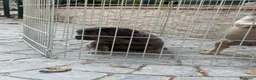 Bulldog Francés perros en venta: Cachorros bulldog  - Anuncio 8
