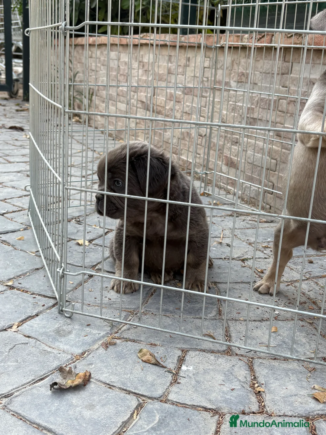 Bulldog Francés perros en venta: Cachorros bulldog  - Anuncio 8