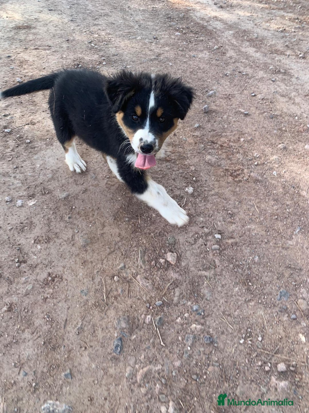 Pastor Australiano perros en venta: PASTOR AUSTRALIANO - Anuncio 6