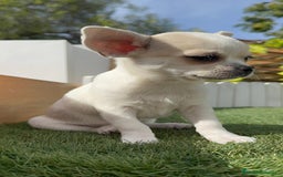 Chihuahua perros en venta: CHIHUAHUA MACHO - Imagen 7