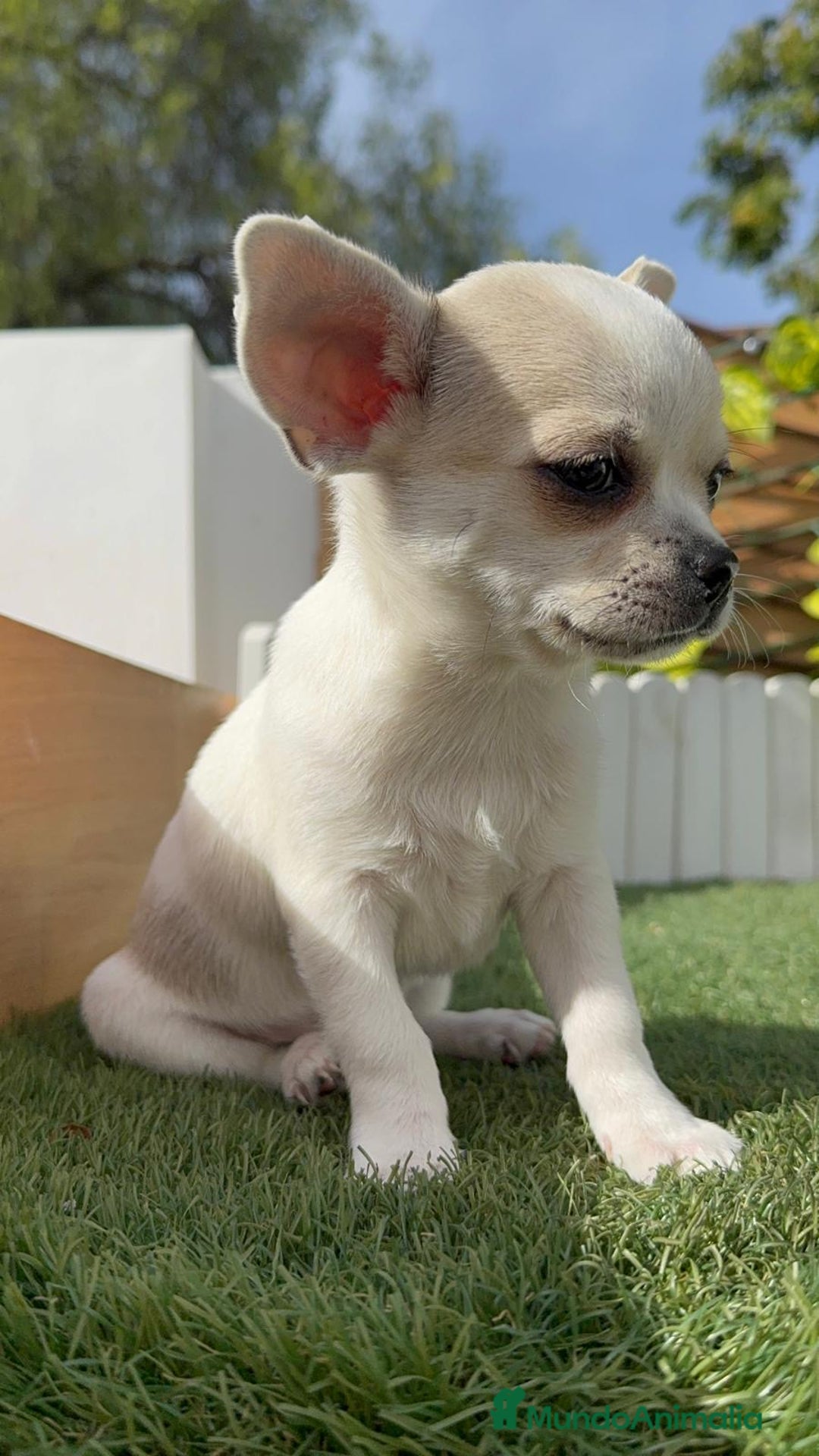 Chihuahua perros en venta: CHIHUAHUA MACHO - Imagen 7