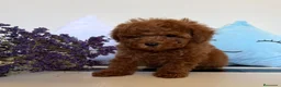 Caniche Toy perros en venta: Caniche toy hembra disponible tacita de té! - Anuncio 6