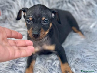 Ratón de Praga perros - Anuncio 11