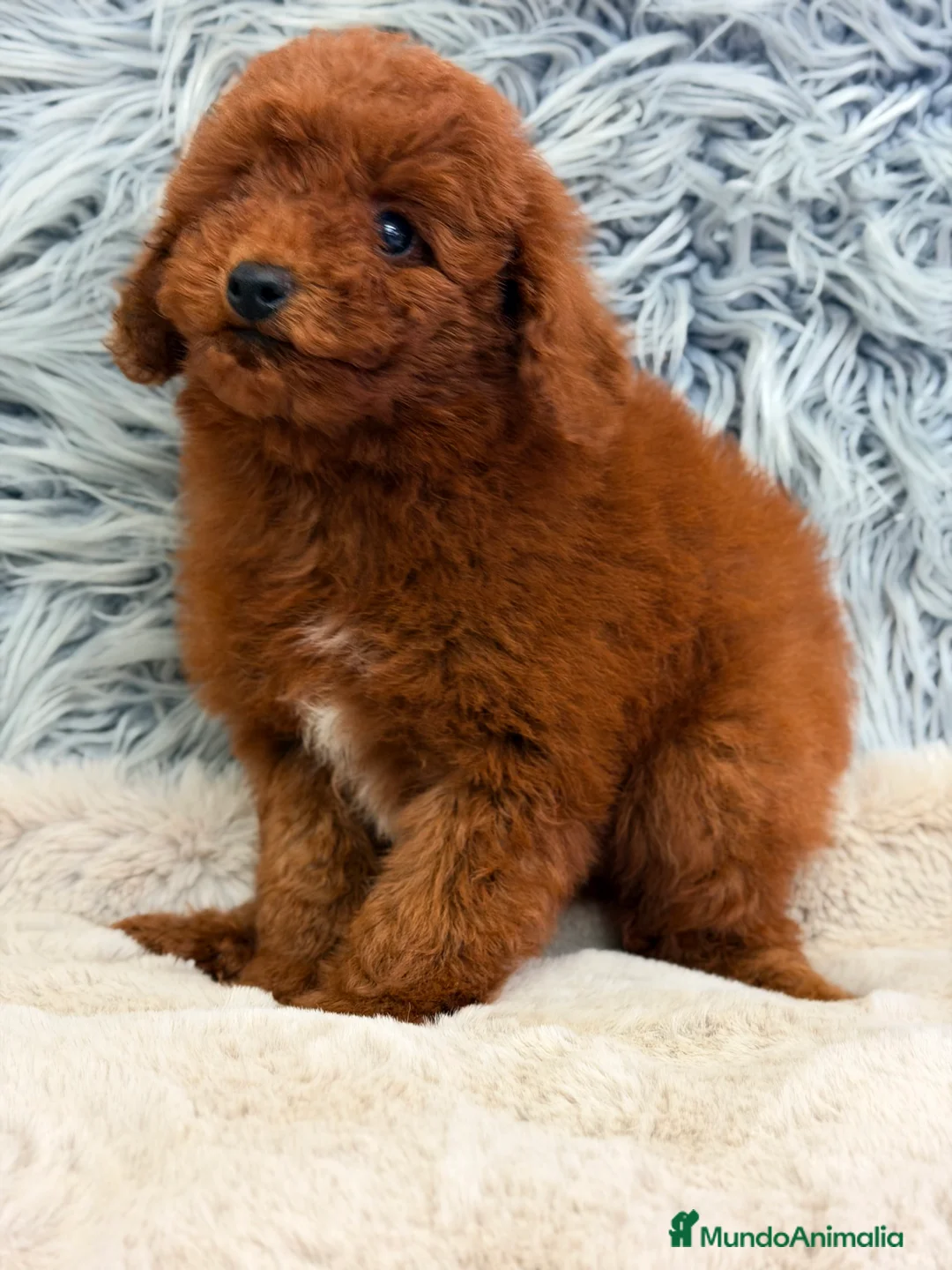 Caniche Enano perros en venta: Caniche pimentón  - Anuncio 1