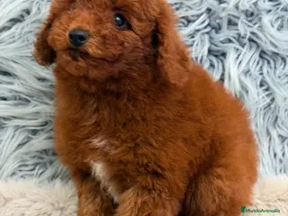 Caniche Enano perros Caniche pimentón - Anuncio 4