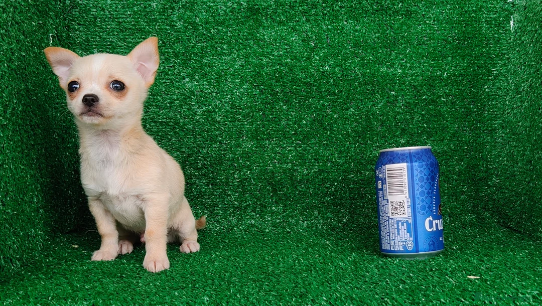 Chihuahua perros en venta: Chihuahua  - Anuncio 7