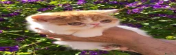 Persa gatos en venta: Persa exotico - Anuncio 1