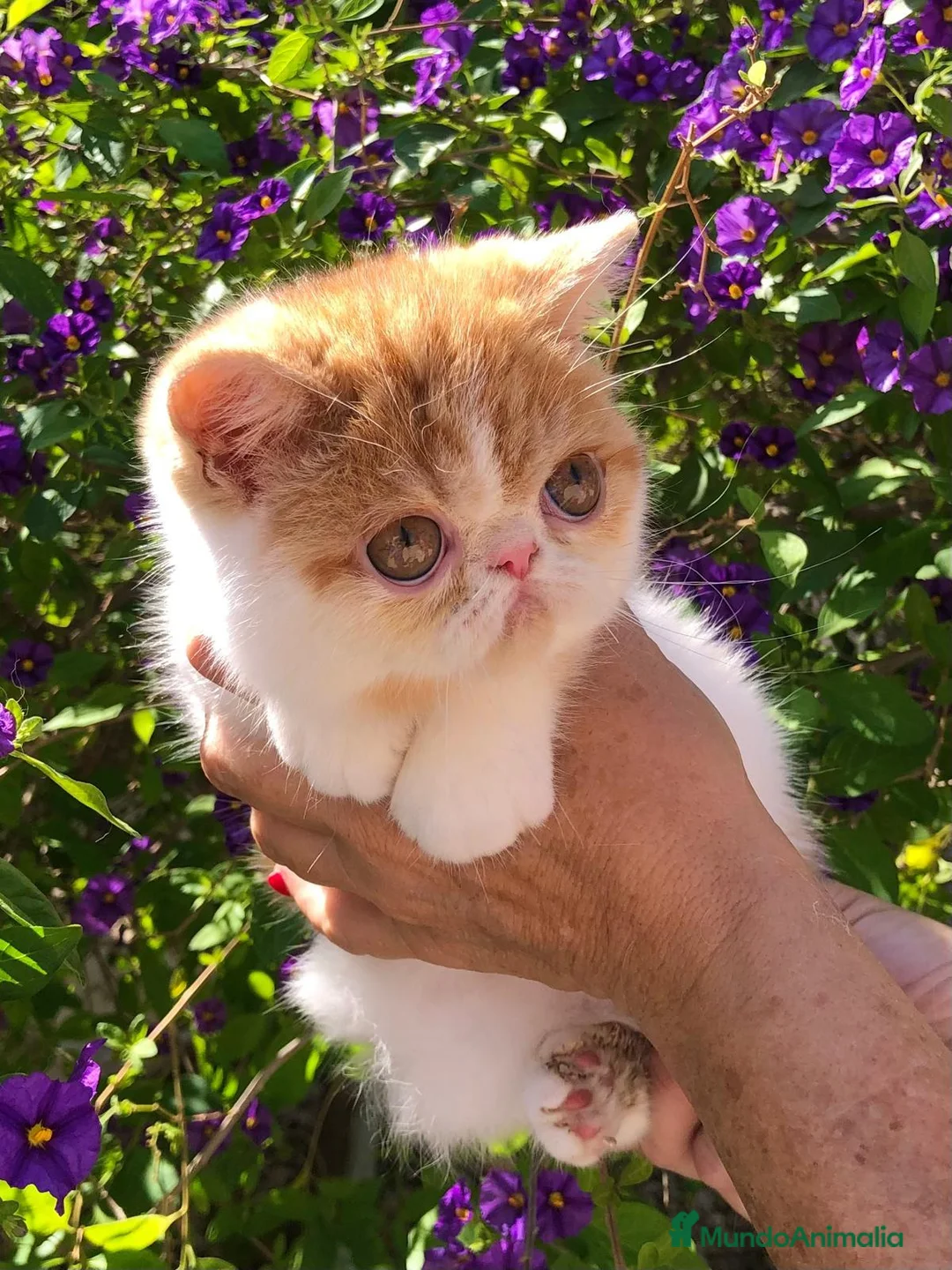 Persa gatos en venta: Persa exotico - Anuncio 1