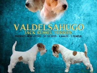 Jack Russell Terrier perros Cachorros de Jack Russell - Anuncio 2