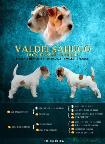 Jack Russell Terrier perros Cachorros de Jack Russell - Anuncio 9