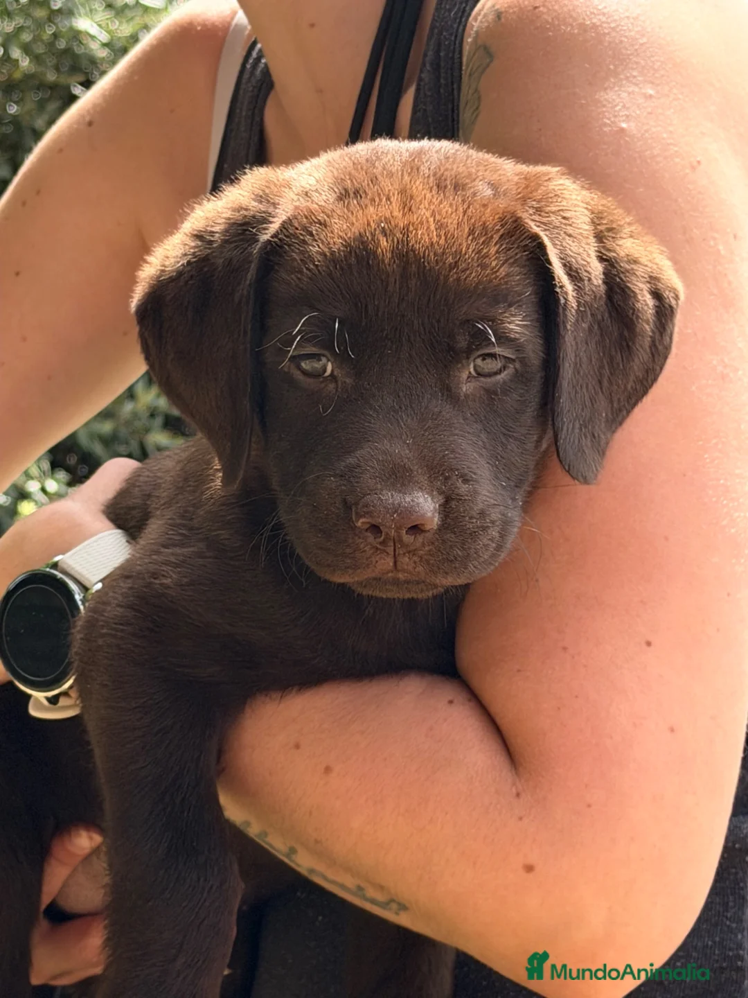 Labrador Retriever perros en venta: Labrador chocolate  - Anuncio 8