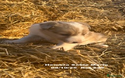 Border Collie perros en venta: BORDER COLLIE Sable Merle - Imagen 16