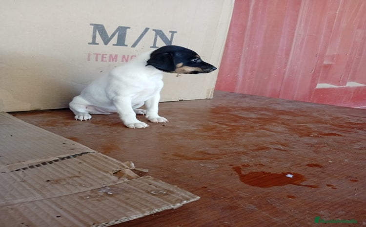 Ratonero Bodeguero Andaluz perros - Anuncio 1