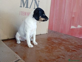 Ratonero Bodeguero Andaluz perros - Anuncio 1