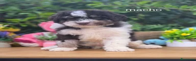 Perro de Agua Español 4