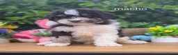 Perro de Agua Español perros en venta: Excelente camada de perro de aguas - Anuncio 5