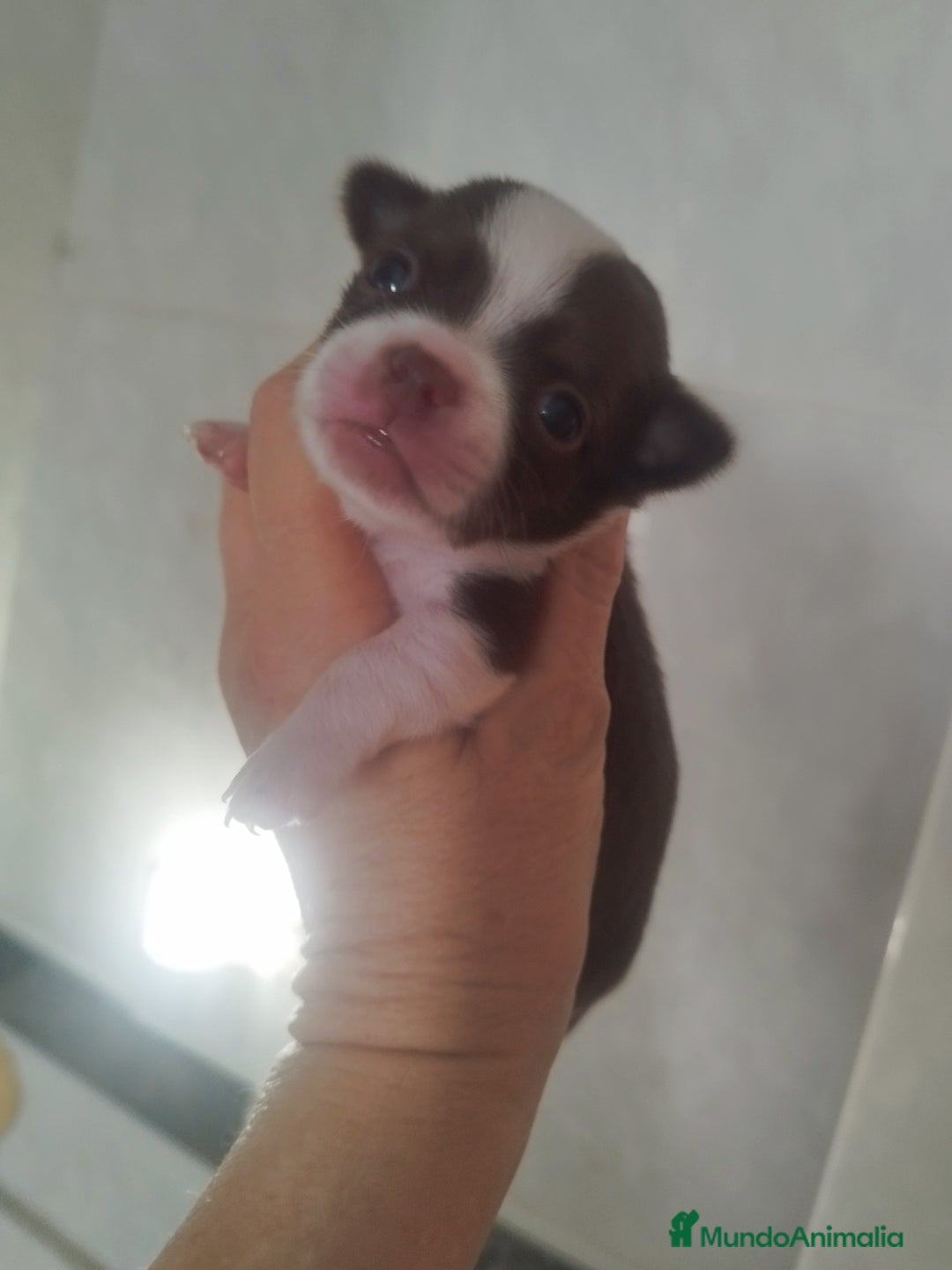 Chihuahua perros en venta: CHIHUAHUA MACHO DE BOLSILLO  - Imagen 6