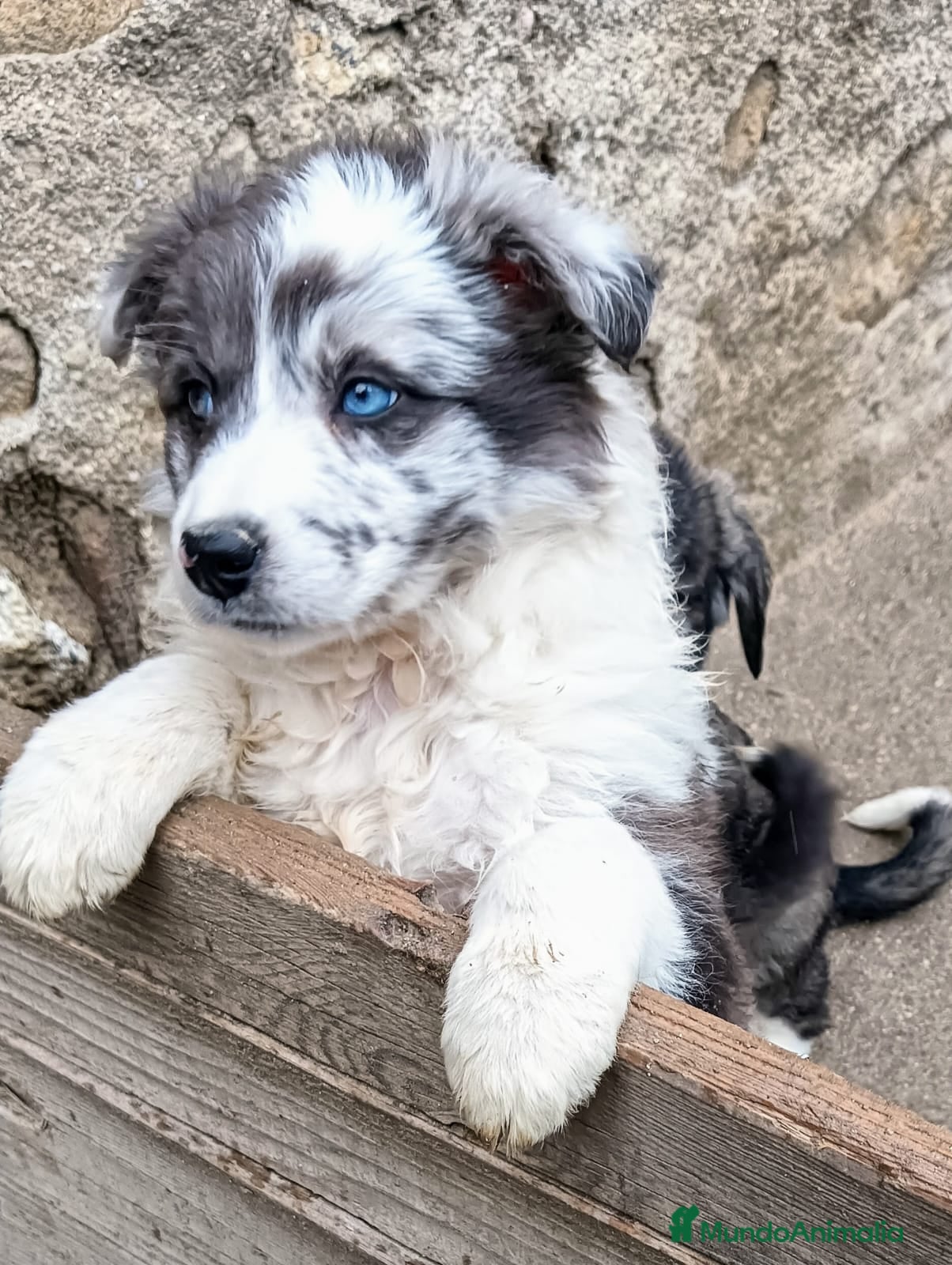 Border Collie perros Boder collie en Madrid - Anuncio 16