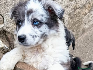 Border Collie perros en Madrid - Anuncio 13