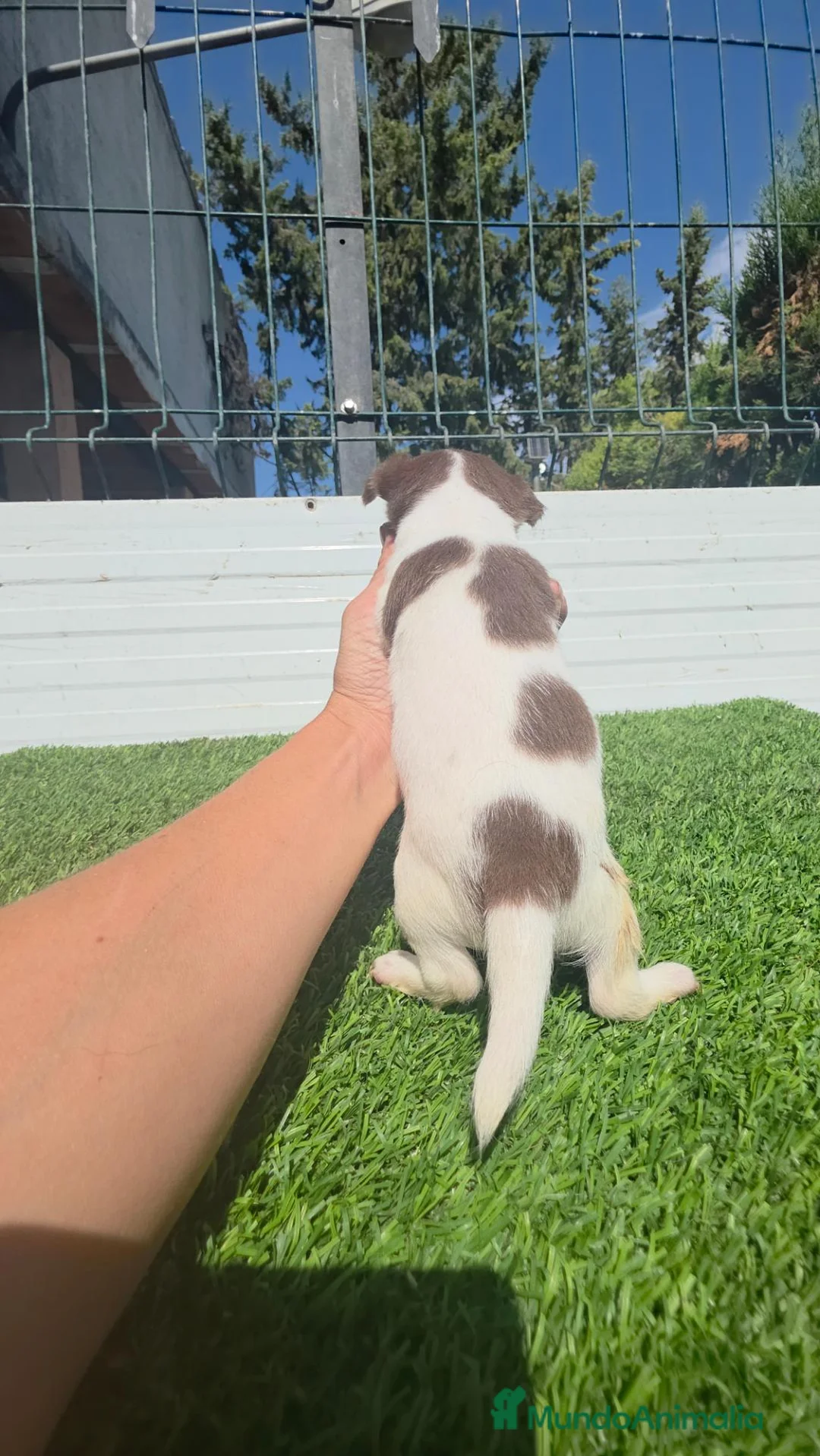 Chihuahua perros en venta: Chihuahuas minis 604370339 - Anuncio 2