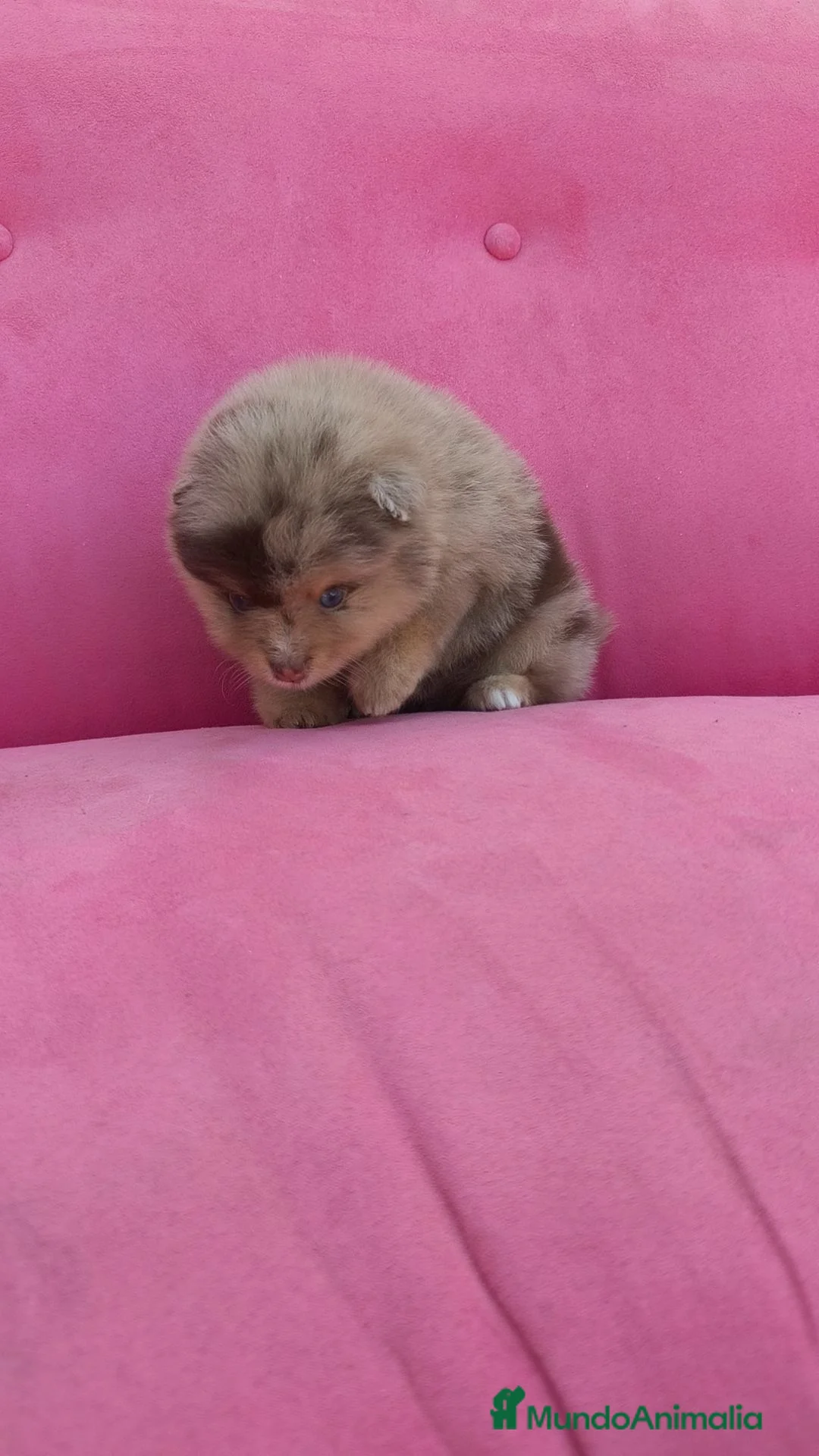 Pomerania perros en venta: Pomerania TOY Merle chocolate  - Anuncio 11
