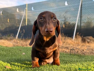 Teckel Miniatura perros Teckel pelo corto - Anuncio 6