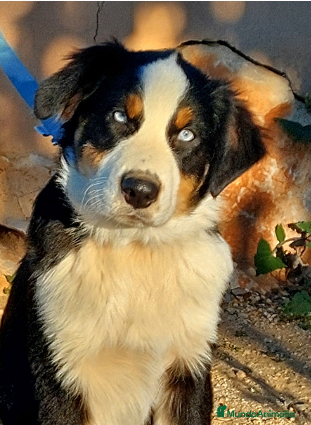 Pastor Australiano perros Macho con 6 meses - Anuncio 36