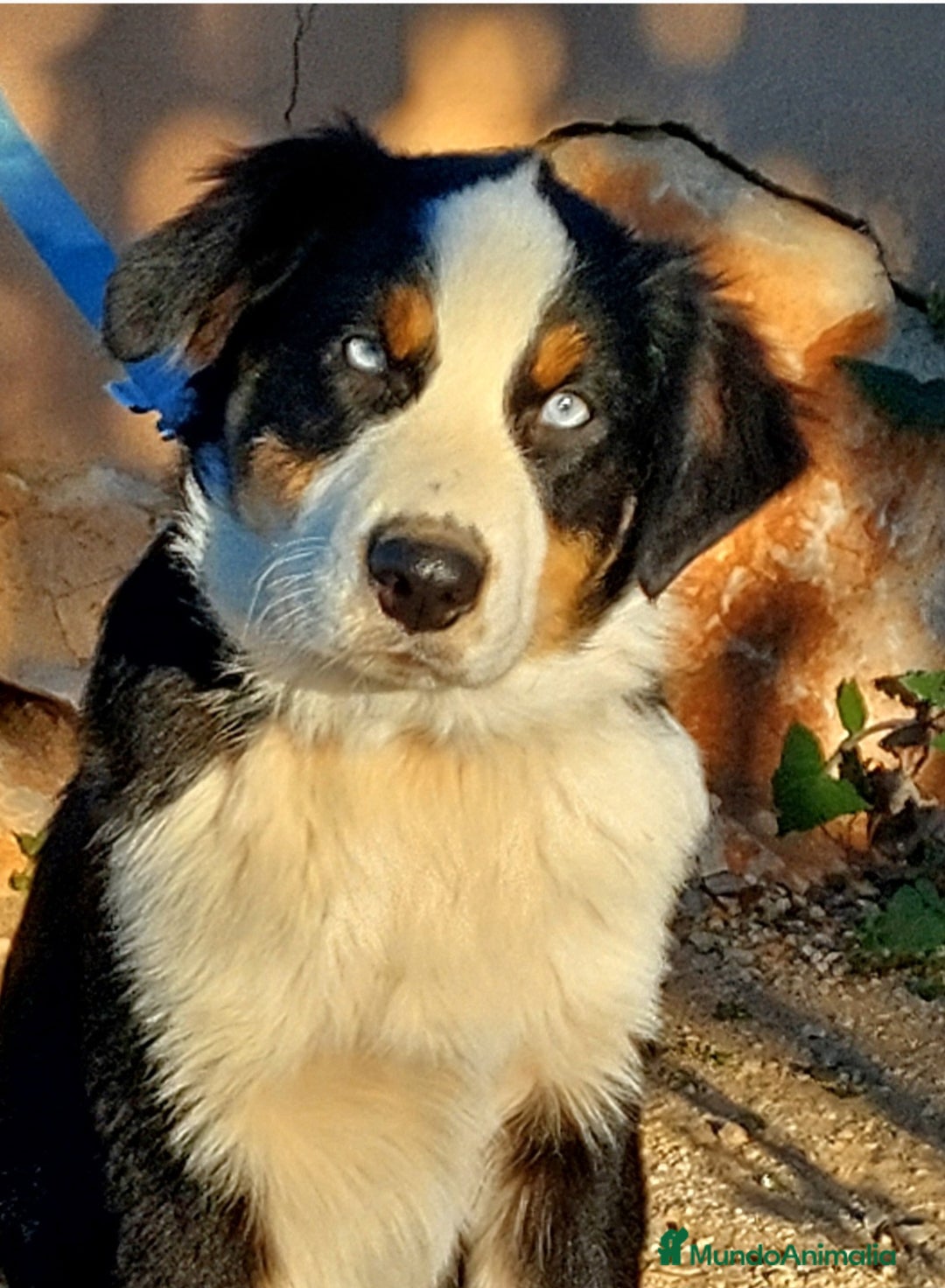 Pastor Australiano perros en venta: Macho con 6 meses - Anuncio 1