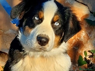 Pastor Australiano perros Macho con 6 meses - Anuncio 1