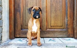 Boxer perros en venta: Dulce bebé de Boxer - Imagen 1