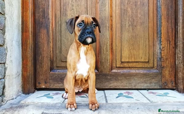 Boxer perros - Anuncio 8