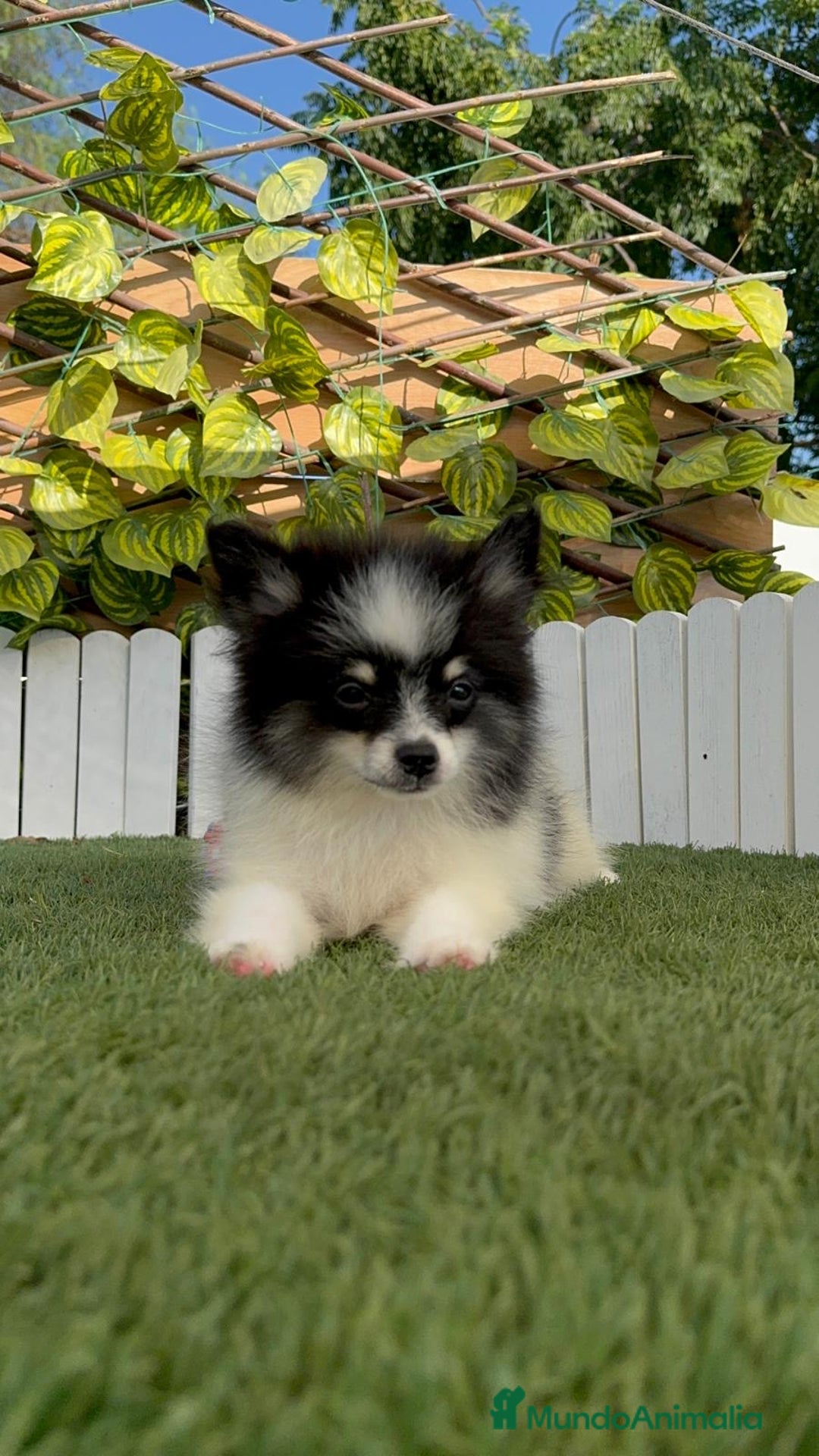 Pomerania perros en venta: POMERANIA MACHO ENVIOS A TODA ESPAÑA - Imagen 21