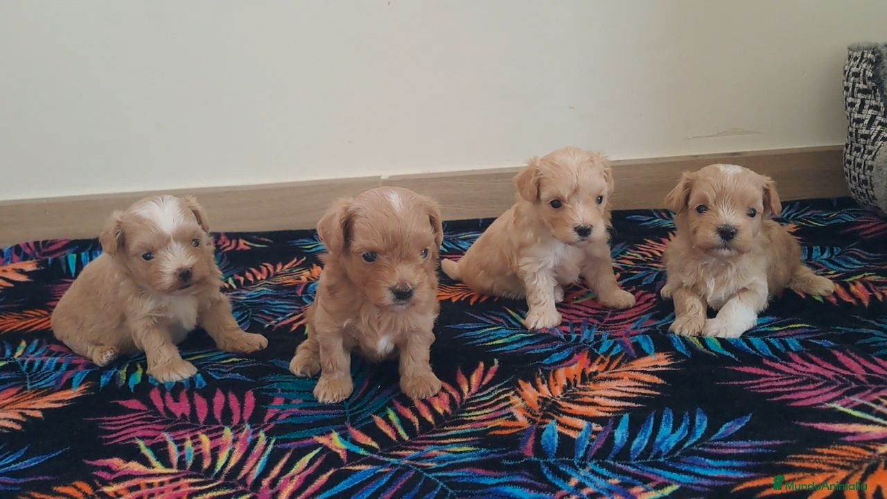 Maltipoo perros Cachorritos de Maltipoo  - Anuncio 4
