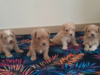 Maltipoo perros Cachorritos de Maltipoo - Anuncio 4