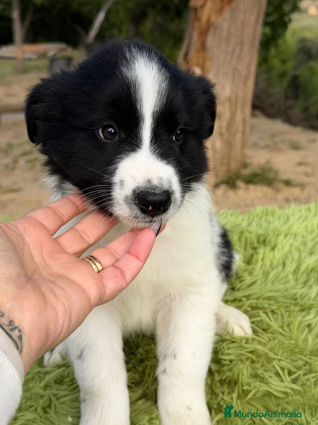 Border Collie perros en venta: BORDER COLLIE NEGRO Y BLANCO - Anuncio 7