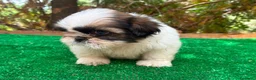 Shih Tzu perros en venta: Hembrita de shih tzu - Anuncio 4