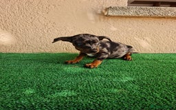 Ratón de Praga perros en venta: Raton de praga - Imagen 9