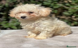 Maltipoo perros en venta: Maltipoo apricot - Imagen 5