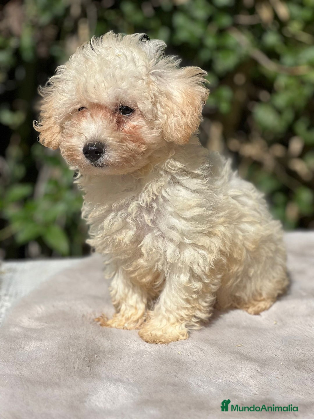 Maltipoo perros en venta: Maltipoo apricot - Imagen 5